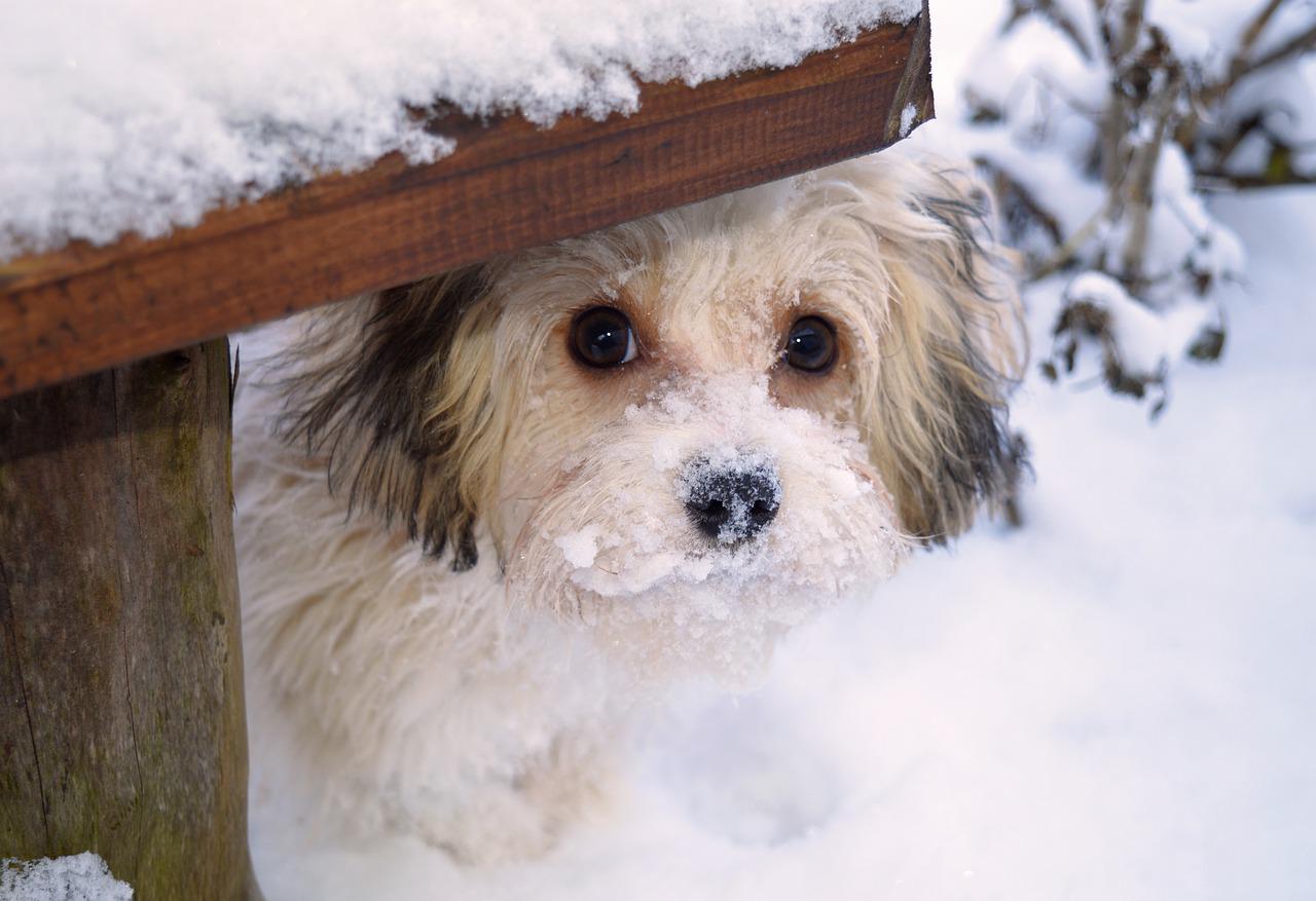 Winter Pet Plush– pawslovestore